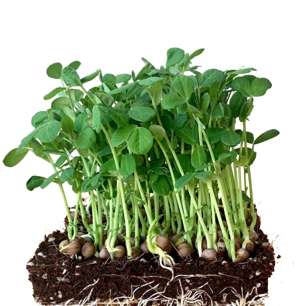 Seed basket GreenPeas Native/Non-GMO Microgreen seeds for Home Gardening (100 Grams Packing) (Green Peas) (B0CCBTG3Y9) Amazon Price History, Amazon Price Tracker