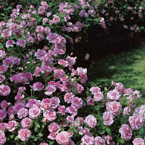 Pinkdose Climbing Rose Flower Seed