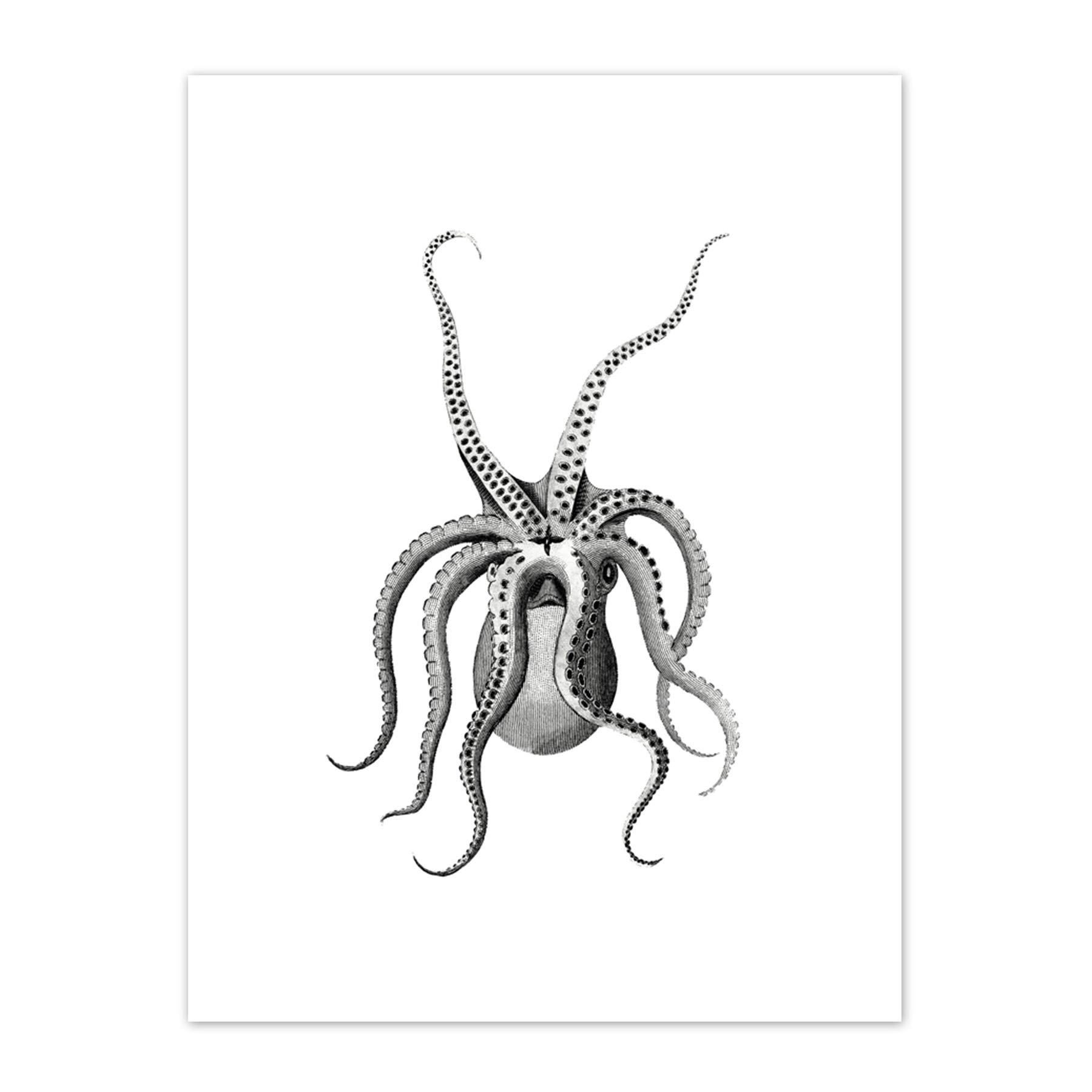 Wee Blue Coo Octopus Upside Down Illustration Art Print Canvas Premium Wall Decor Poster