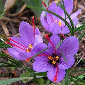Votaniki Saffron Crocus Bulbs - Long Lasting, Enhance Garden with Exquisite Flavor | Harvest Spice at Home - Easy to Grow and Low Maintenance 50 Pack