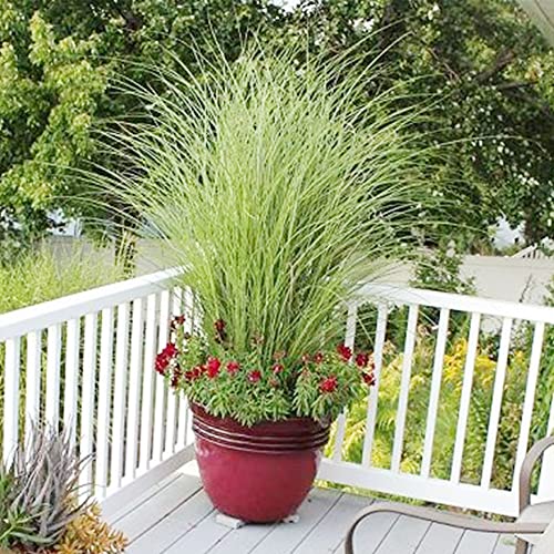 Qauzuy Garden Mosquito Repelling Lemon Grass Plant Seeds 100 Seeds Cochin Malabar Grass Non-Gmo Heirloom Culinary Herb For Planting Garden Outdoor Easy To Grow #TOP6