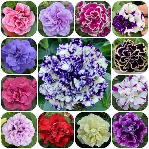 semi di petunia appesi di perenni resistenti di petunia petunia di campo, aiuole rialzate di aiuola, antiche varietà 200pcs