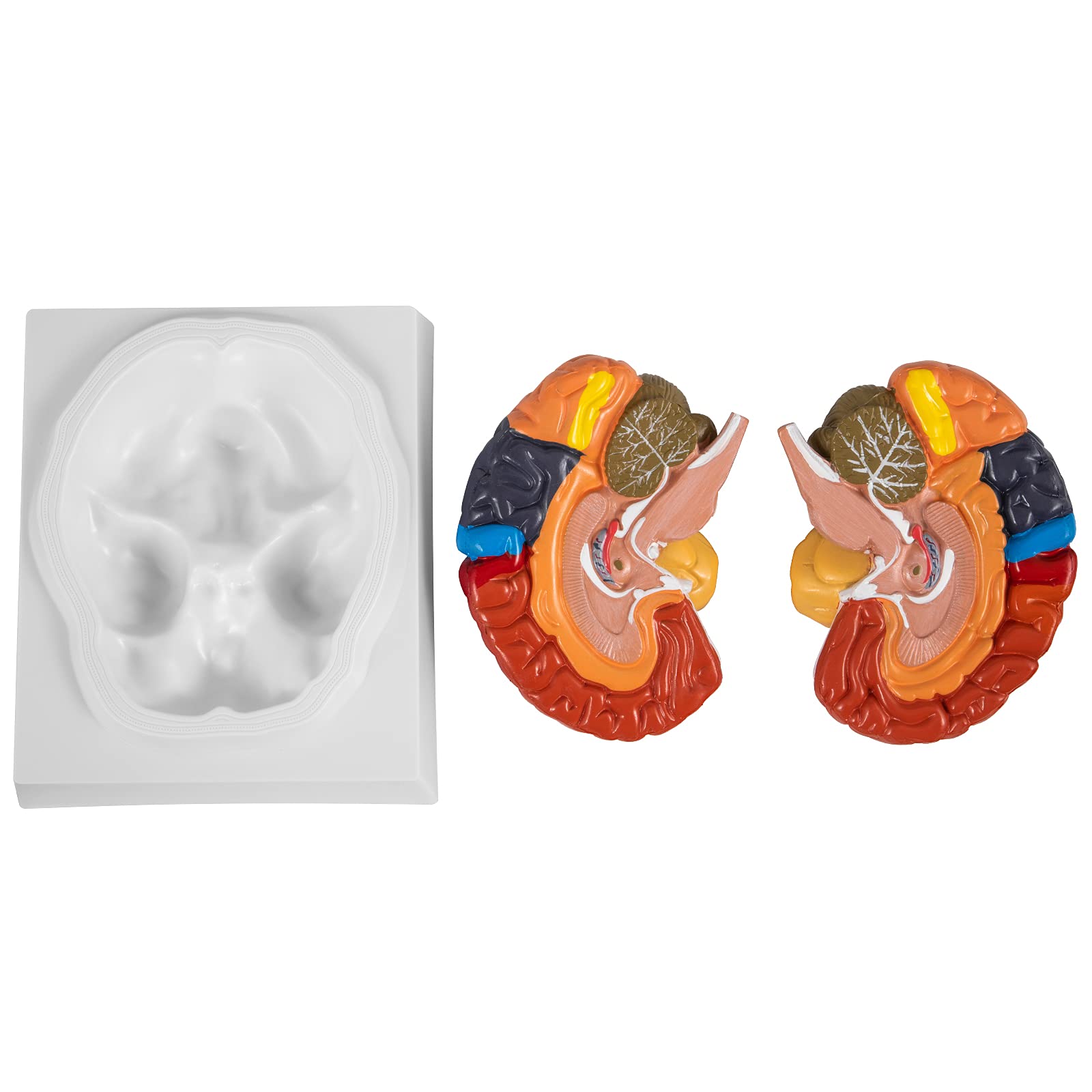 Vevor Human Brain Model Anatomy 2 Part Model Of Brain | Desertcart INDIA