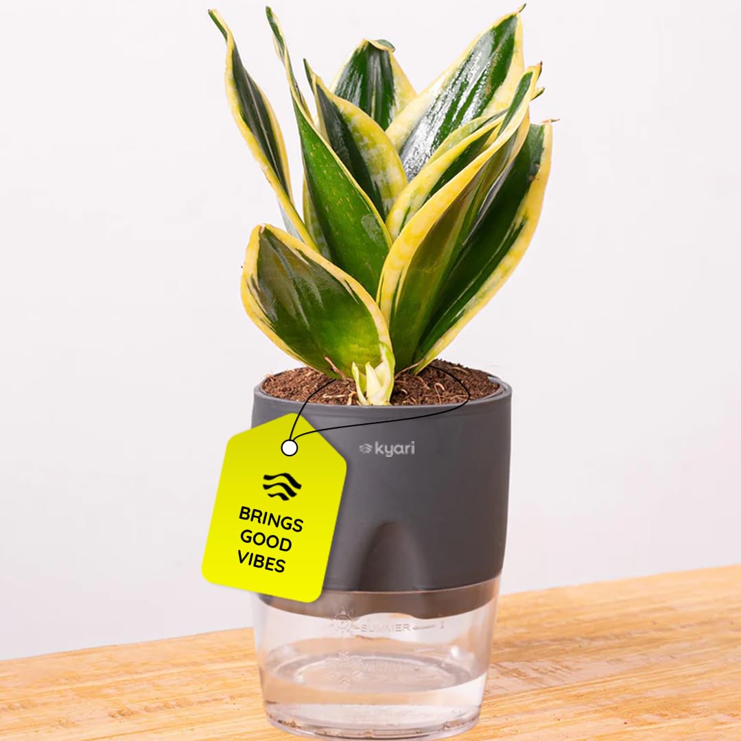 KYARI Sansevieria Golden Hahnii Snake Indoor Plants with Grey Self Watering Pot - Small 4 Inch-image-24