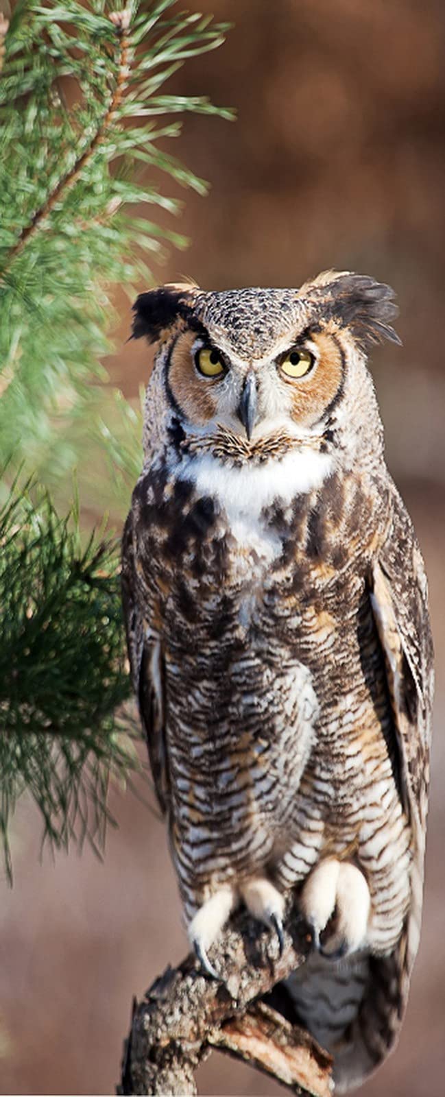 A.Monamour 3D Door Stickers for Interior Doors Great Horned Owl Sits on A Tree Branch and Stares Into the Camera Vinyl Waterproof Self Adhesive Door Mural Decals for Bedroom Bathroom 85 x 215 cm