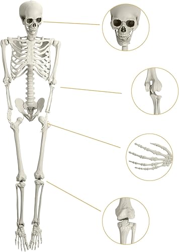 Miniatura 7 de Esqueleto de cuerpo completo de 5.4 pies con articulaciones móviles, estatua de esqueleto de tamaño real para anatomía, estudio escentifico,