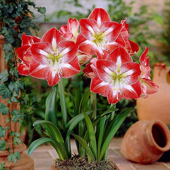 Amaryllis Lily Live Plants for Home Garden Pack of 2 Bulbs By Zabbus