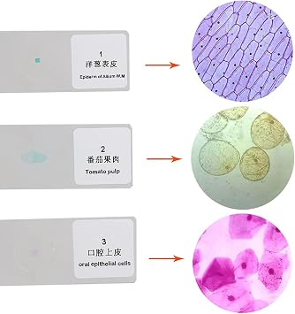 Compound Binocular Microscope, High-Definition Microscope For Scientific Experiments, Full Optical System, 40-1000X for Interest-Cultivating Scientific Research