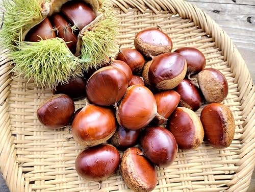 aI nI }gI 500gi17Oj