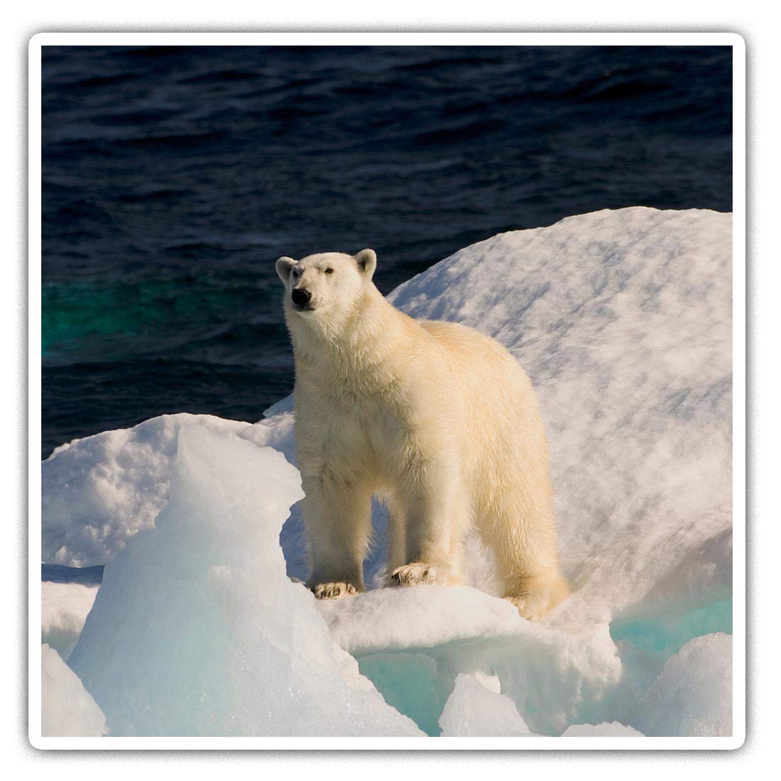 Destination Vinyl Ltd Multi Square Stickers (Set Of 2) 10Cm - Wild Polar Bear Arctic Ice Animal Snow Fun Decals For Laptops,Tablets,Luggage,Scrap Booking,Fridges, #46439