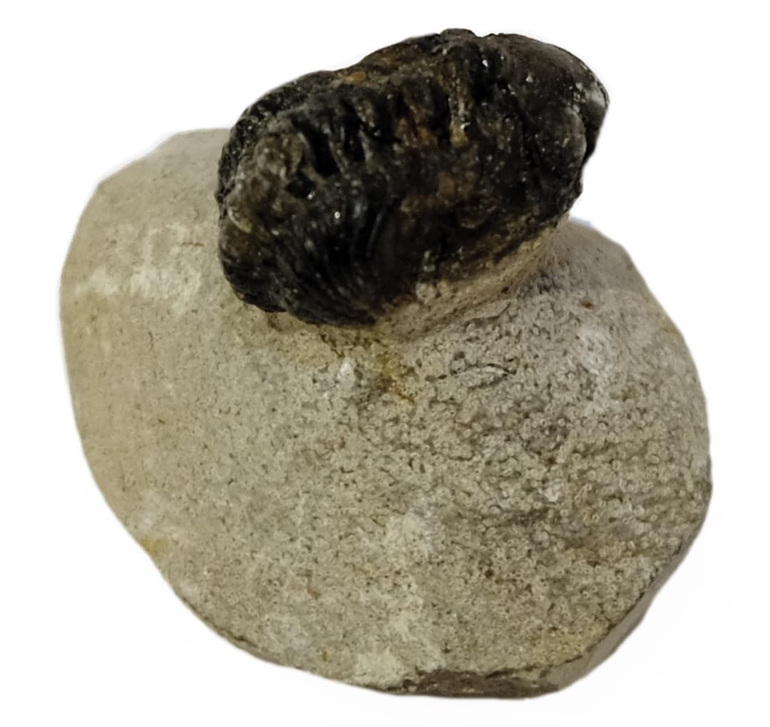 Geschenkidee - Versteinerte Urzeit Fossilien: Fossilie Trilobiten Trilobit Gerastos aus Marokko/Lehrmaterialien Fossilien (Ø 5 cm)