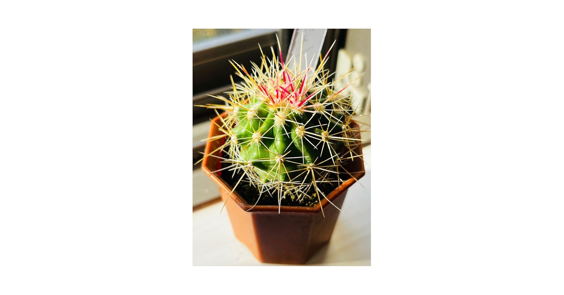 Amazon.co.jp: フェロカクタス属ポトシー珍しい キレイなピンク色棘の Amazon.co.jp: フェロカクタス属ポトシー珍しい キレイなピンク色棘の