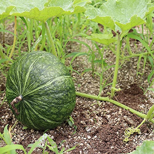 Qauzuy Garden 20 Japanese Green Pumpkin Seeds - Kabocha - Open Pollinated Long Shelf Life Heirloom Organic Pumpkin Seeds Vegetables Survival Gear Food Seeds #TOP4