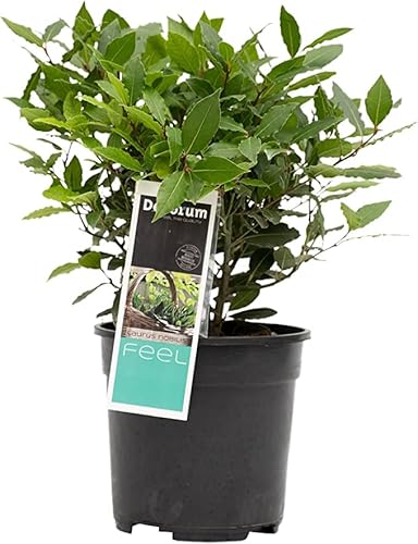 Laurel Árbol Natural Aromático Procedente de la Región Mediterránea