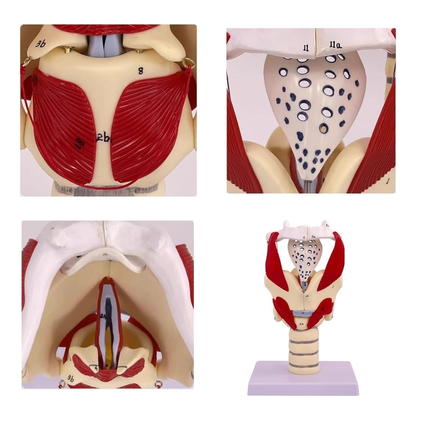 Model anatomii funkcji krtani, model powiększenia mięśni gardła i gardła, ruchoma chrząstka i jaskinia do badań medycznych, szczegółowe narzędzie edukacyjne
