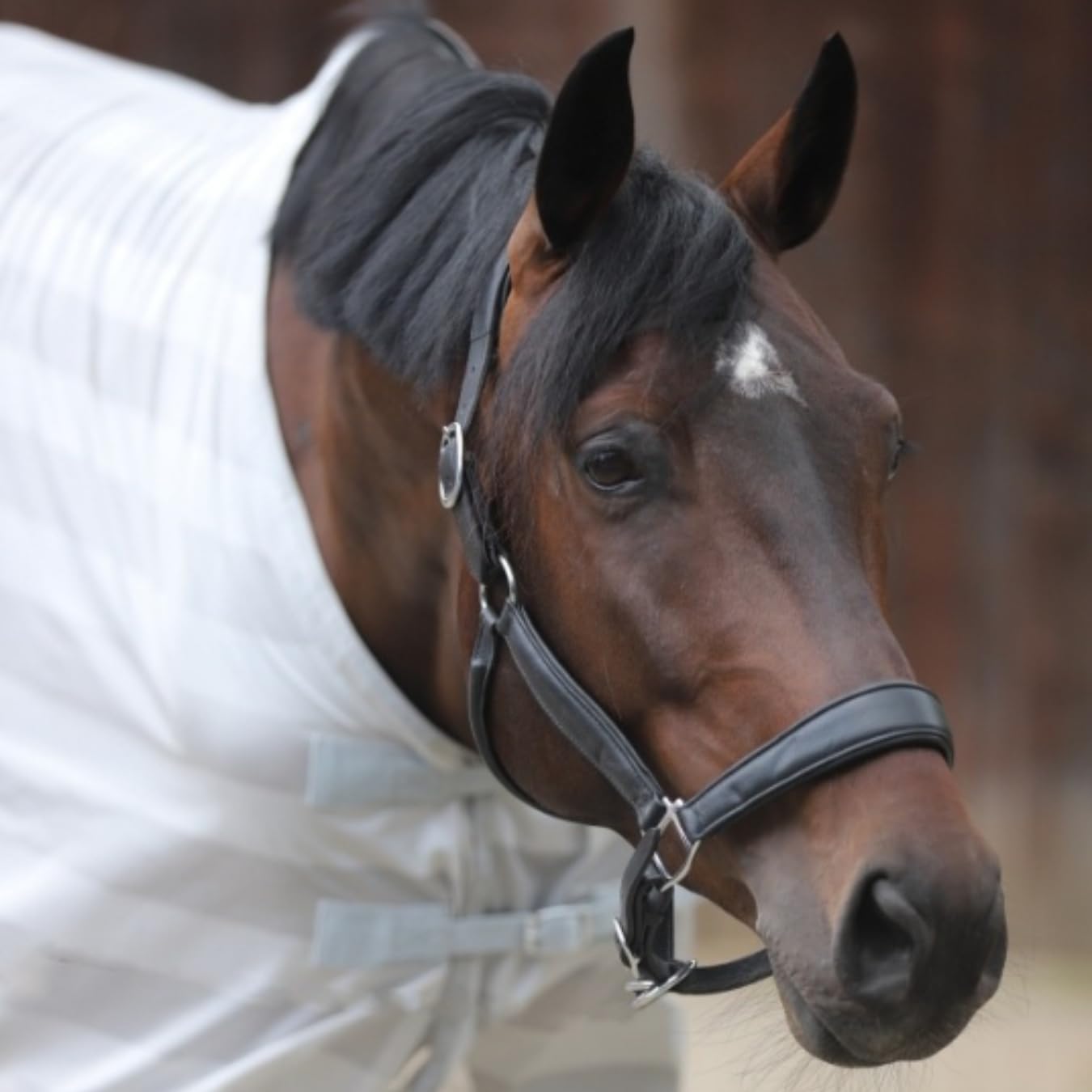 Marengos - Halfter Soft Comfort aus Leder – Pferdehalfter mit weich gepolstertem Nasenriemen & Genickstück – edles Lederhalfter – Pferde Zubehör in Schwarz – Vollblut, Warmblut & Pony