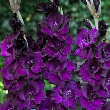 Votaniki Purple Flora Gladiolus Bulbs - Vibrant Blooms, Perennial Purple Flora Gladiolus Bulbs for Planting - Long Lasting Blooms - Fast Growing & Low Maintenance 6 Pack