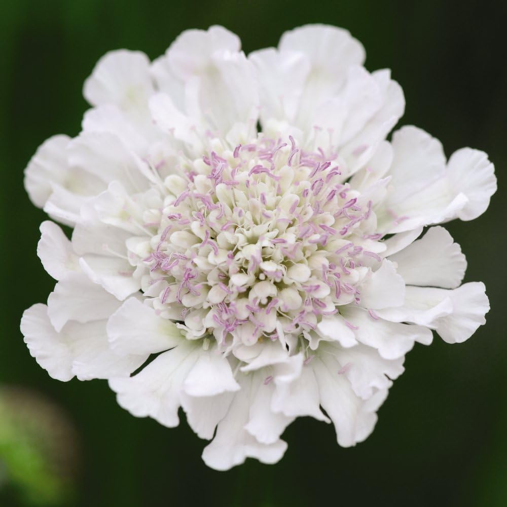Scabious 'Kudos White' - Hardy Perennial Pincushion Flower, White Blooms from June to October, Attracts Pollinators, Ideal for Containers, 45cm - 1x 1 Litre Potted Plant by Thompson & Morgan