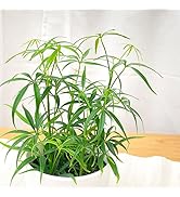 Amazon.co.jp: 予約販売 ラナンキュラス ラックス 苗 ヘラ 10.5cm