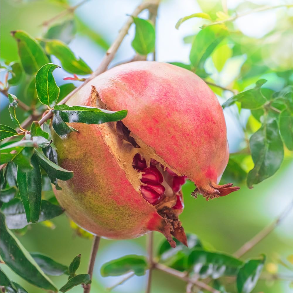 Amazon.co.jp: ITANSE ザクロの挿木 スイート種無ザクロ