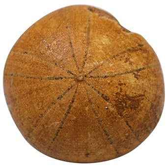 NIYANGLE Sea Urchin Paleontological Specimen Educational Science Teaching Tool Decorative Echinoderm Model for Classroom and Home Display