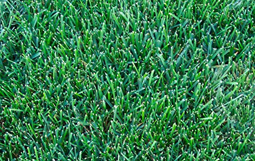 1kg Drought Resistant Lawn Seed with Kentucky Bluegrass (SSMG) Grass for Dry Soil - Supplied by Perfect Lawns 1 kg Free Next Working Day delivery to Mainland UK