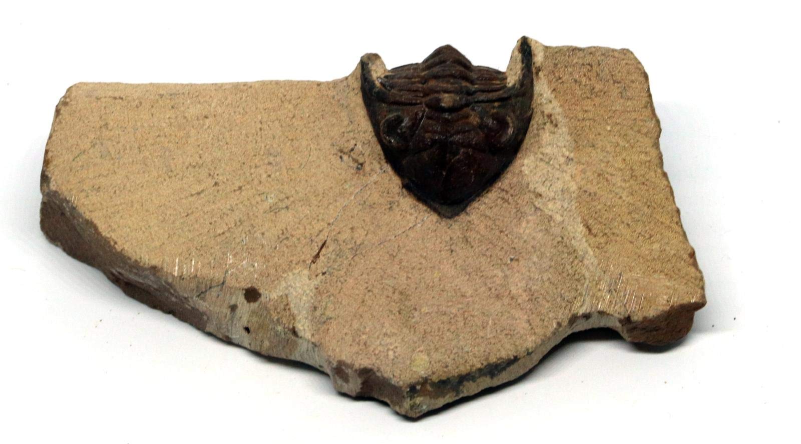 Metacanthina Trilobite Fossil Morocco 390 Million Years Old #15781 8o