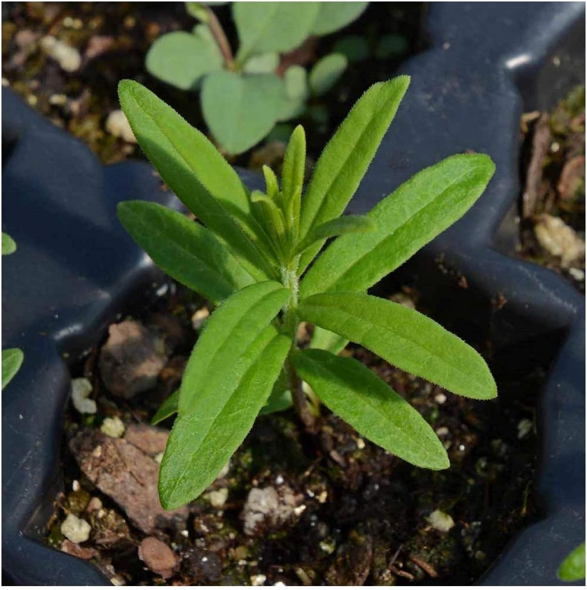 Everwilde Farms - 1 Oz Butterfly Weed Native Wildflower Seeds - Gold Vault