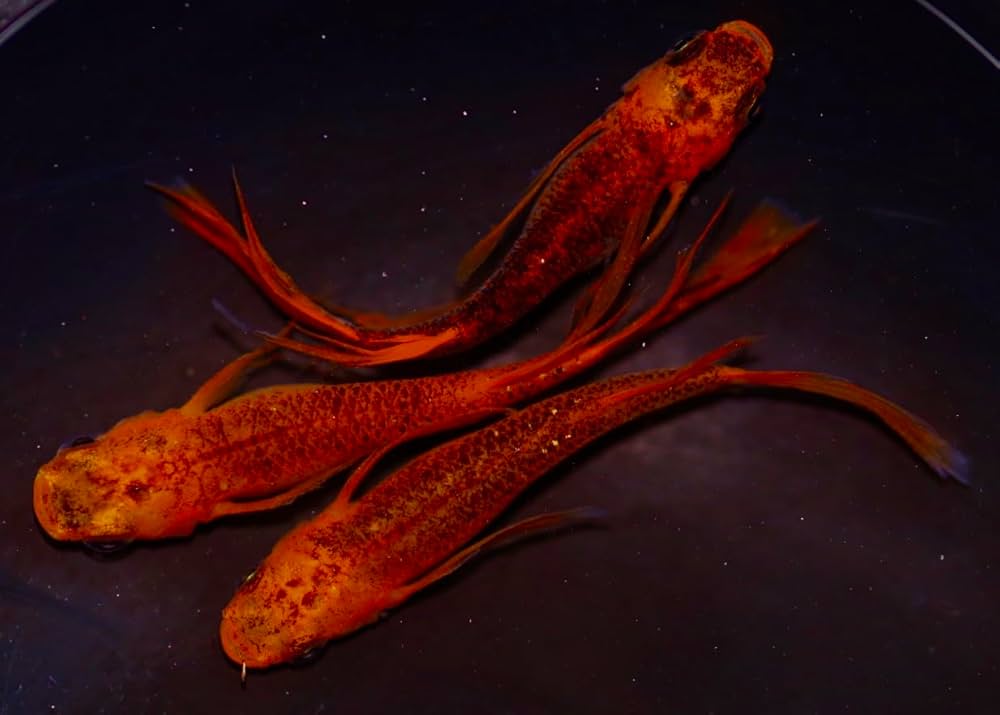 medaka ⚠️プロフ必読 6/18 sddefault.jpg