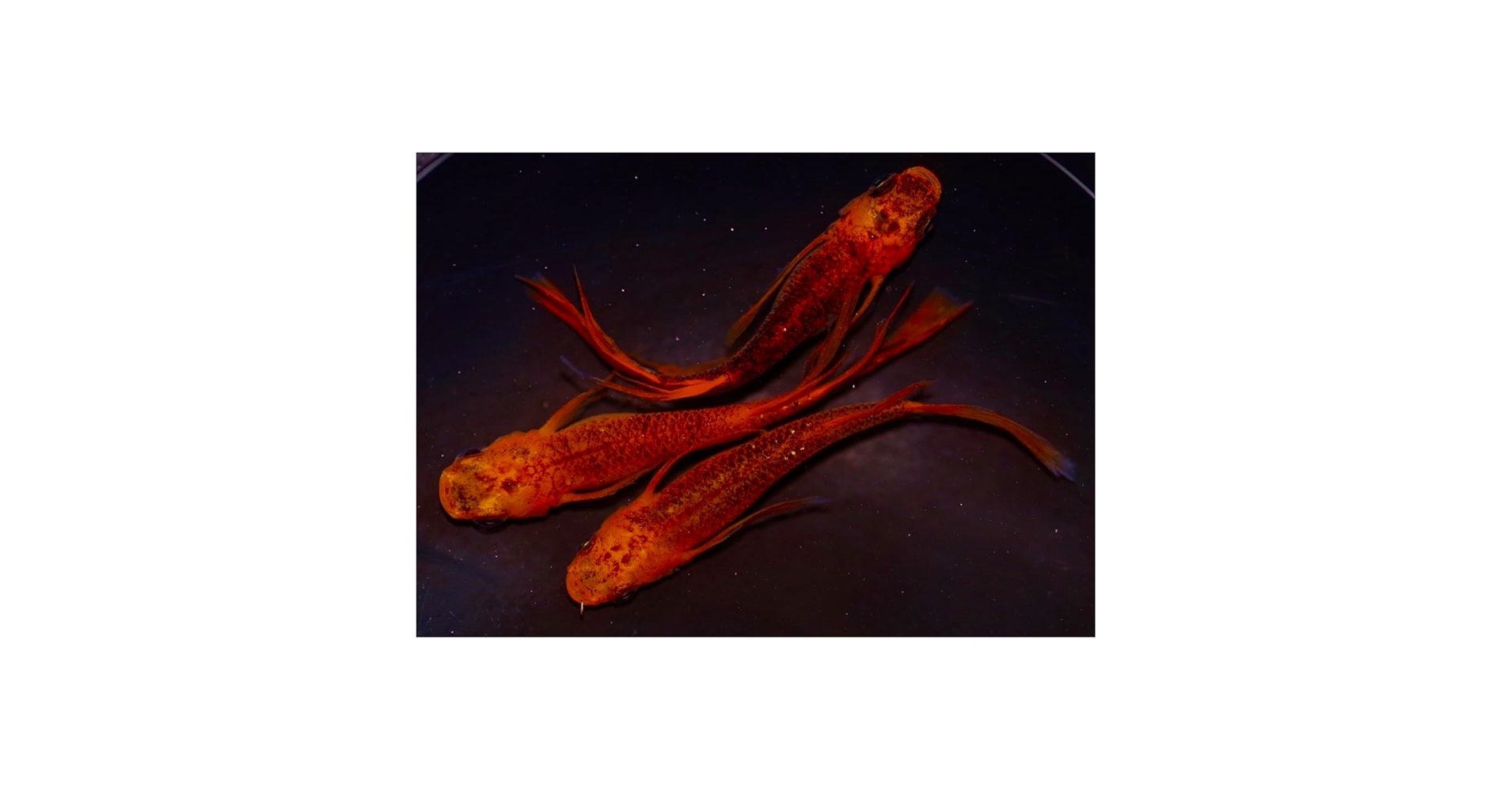 Amazon.co.jp: 【広島めだかの里】ヒレ長華薊赤黒錦 卵20個