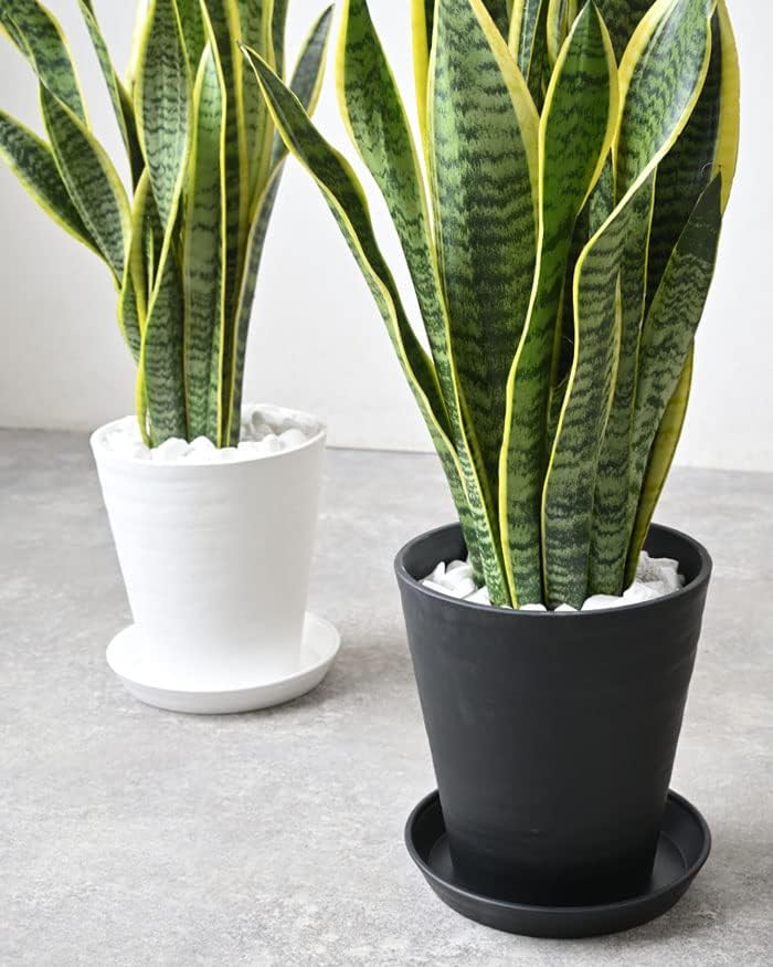 観葉植物 本物 サンスベリア・ローレンティー 7号鉢 (ホワイト) 【セラアート鉢】