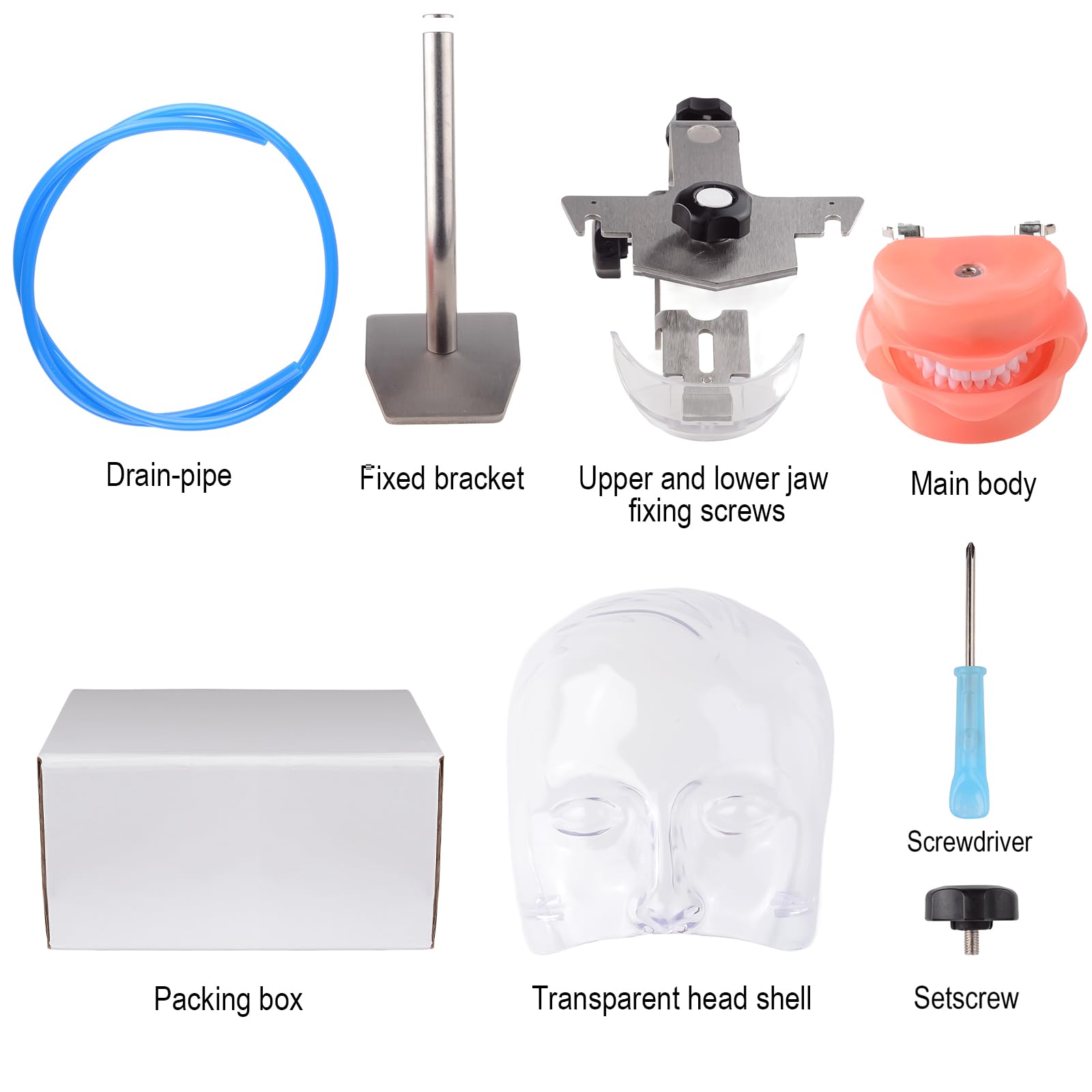 BONEW Oral Dental Simulator Manikin Phantomkopf Modell Zahnarzt pädagogisches Zahnlehrmodell mit 28 Zähnen Tischständer