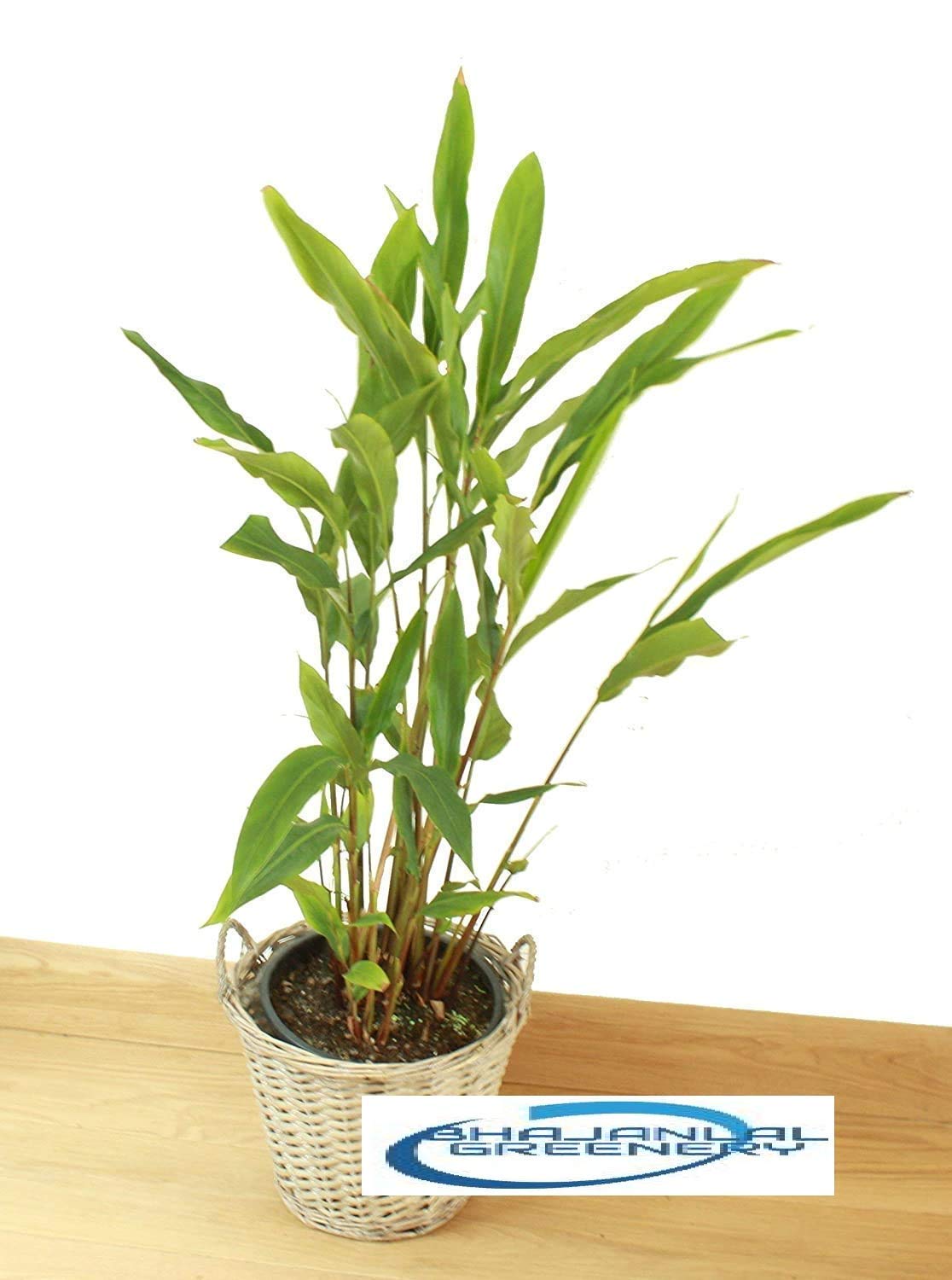 BHAJANLAL GREENERY® Live Cardamom Plant - Elachi, Yallaki, Veldode, Ealakai, Chota Elach (B08YJF3S9Z) Amazon Price History, Amazon Price Tracker