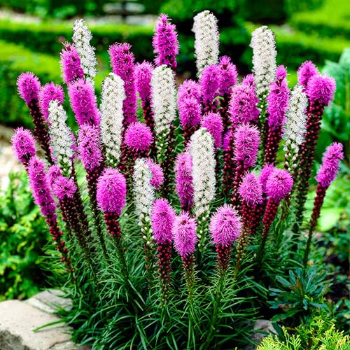 Liatris spicata Lila und Weiß Kollektion (50 Zwiebeln), Mix von 2 Sorten,...