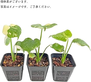 Amazon｜モンステラ タイコンステレーション 斑入り 3号 マジカル