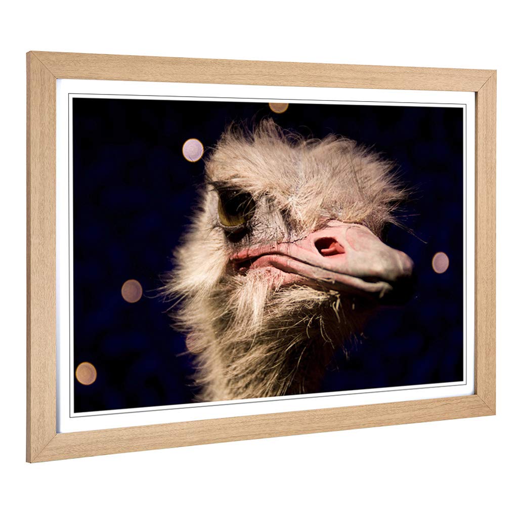 Big Box Art Framed Print of an Ostrich Design | Wall Art Picture | Home Decor for Kitchen, Living, Dining Room, Lounge, Bedroom, Hallway, Office, Oak, A2 / 24.5x18 Inch / 62x45cm