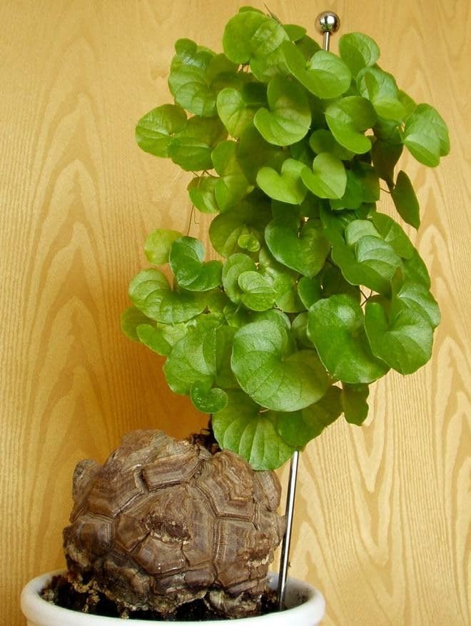 Rare Stephania for Planting UK, Hardy Perennial, Excellent Display, Mix Greening Flower, Natural Organic, Wedding, Balcony Garden-4 Bulbs-K