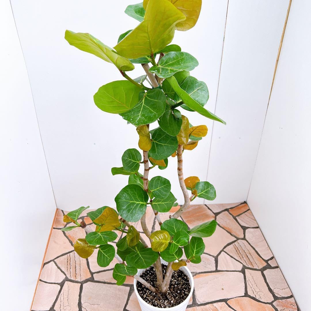 海葡萄 シーグレープ 曲がり 特大 12番 観葉植物 インテリアグリーン