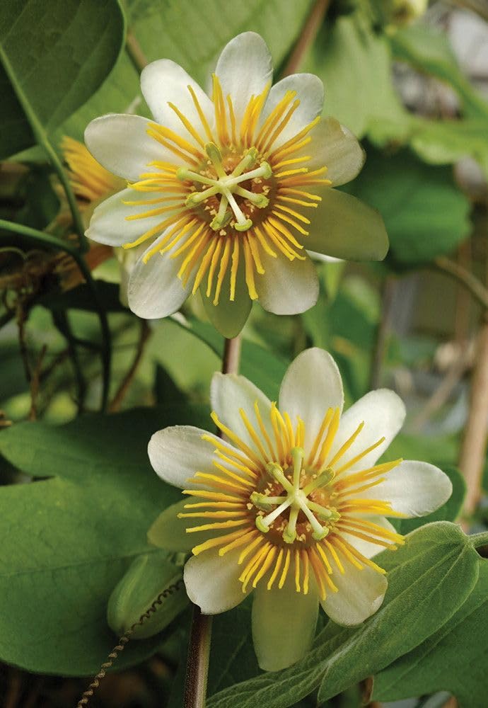 See full amazon price history chart for BeGrin Passion Flower Live Plant Krishna Kamal Passiflora incarnata Passiflora color Pack of 1 Live Plant For Home Garden BeGrin Passion Flower Live Plant Krishna Kamal Passiflora incarnata Passiflora color Pack of 1 Live Plant For Home Garden (B0D1LK7TXD) Amazon Price History, Amazon Price Tracker