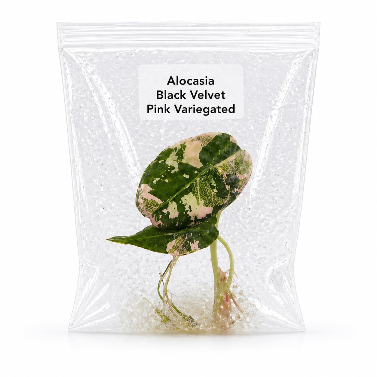 Rare Alocasia Black Velvet Pink Variegated