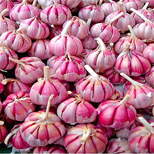 Graines D'Ail Graines De Bonsaï Rouges Et Saines Plantes De Bricolage Graines D'Ail D'Oignon Rares Graines De Légumes Très Faciles À Cultiver Pour Le Jardin Potager Bourgogne