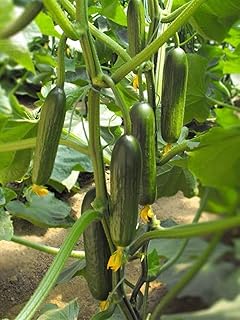 NO-GMO 40 Seeds, Salads Snacks Mini Cucumber Beit Alpha Garden Seeds, Doesn't Need Peeling Heirloom Seeds
