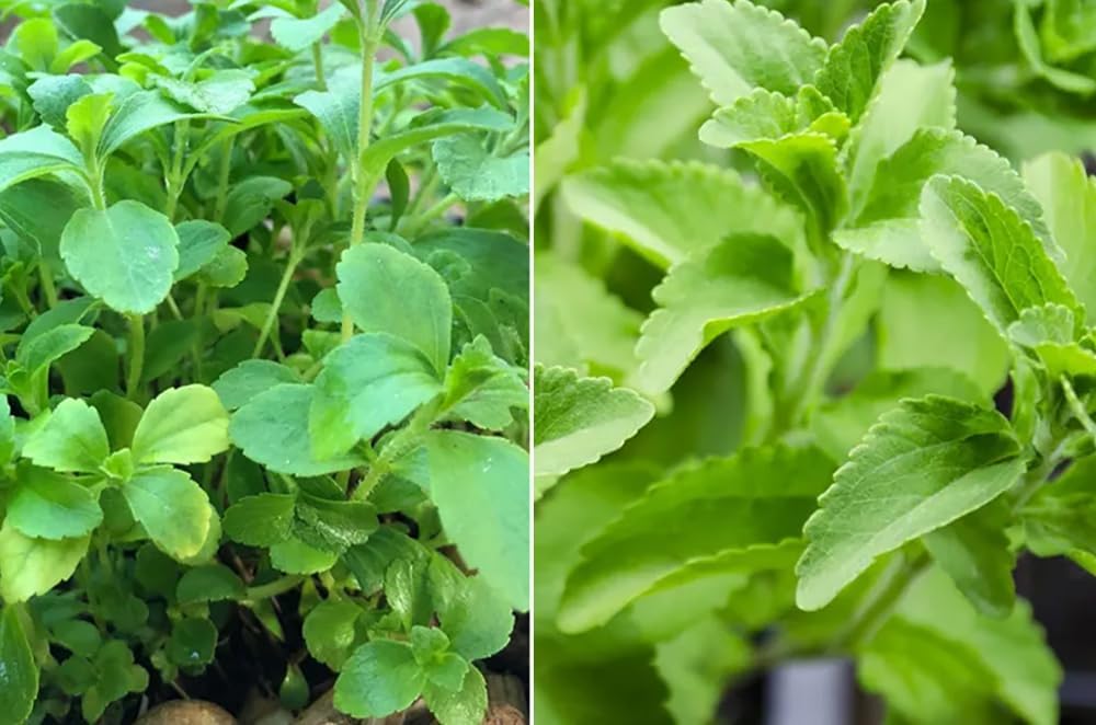 Sweet Herb Stevia Seeds Stevia Flores Seed Sweetleaf Plants for Planting Natural Stevia Sugar US Garden 100pcs