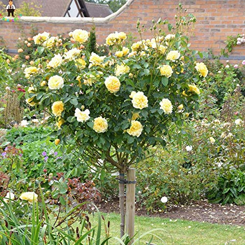 Semillas De Flores De Rosal Fresco Para Plantar De Color Amarillo Claro Paquete De 100 Semillas