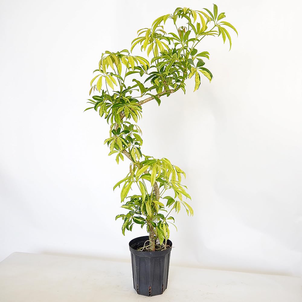 Amazon｜ITANSE シェフレラ(カポック) アッシュフォリア 曲がり