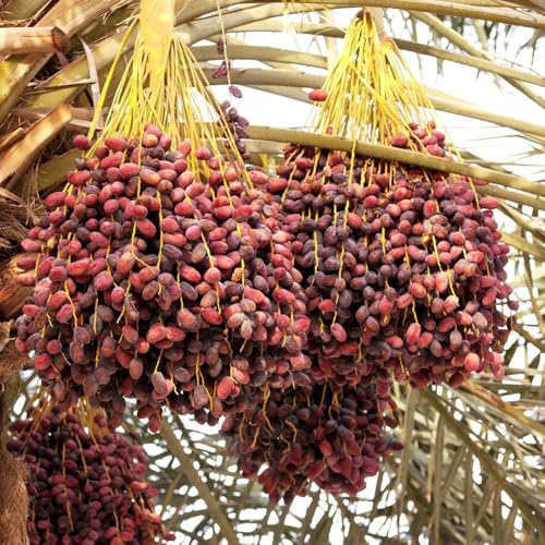 semillas de palmera datilera - cobertura del suelo resistentes perennes jardín 15pcs