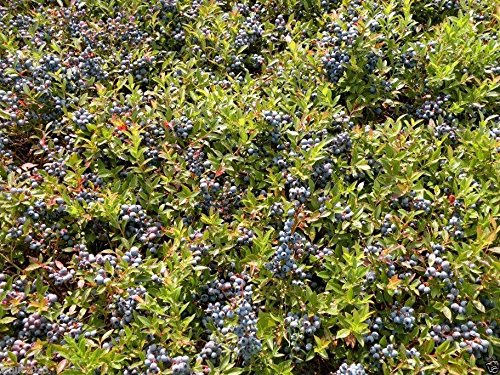 Lowbush Blueberry Seeds,Vaccinium Angustifolium, Fruit Is High In Antioxidants !(300 Seeds) #TOP4