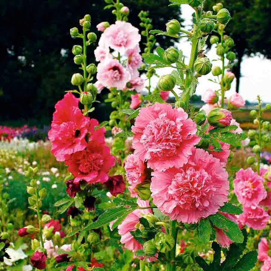 Golden Hills Farm Hollyhock DOUBLE DWARF Mix flower 100+ seeds (B0BQRJZ2RY) Amazon Price History, Amazon Price Tracker