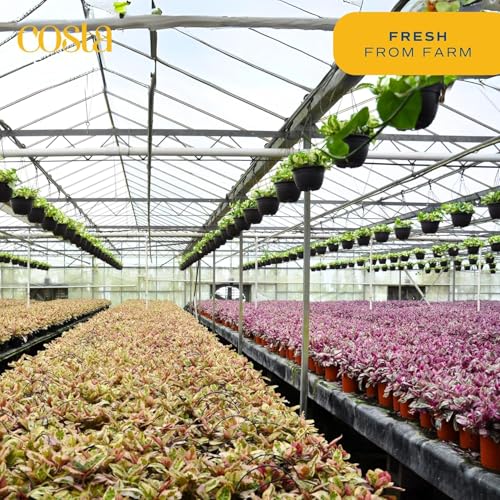 Image of Costa Farms Aglaonema, Chinese Evergreen, Live Indoor Plant, Potted in Grower's Pot, 30-Inches Tall