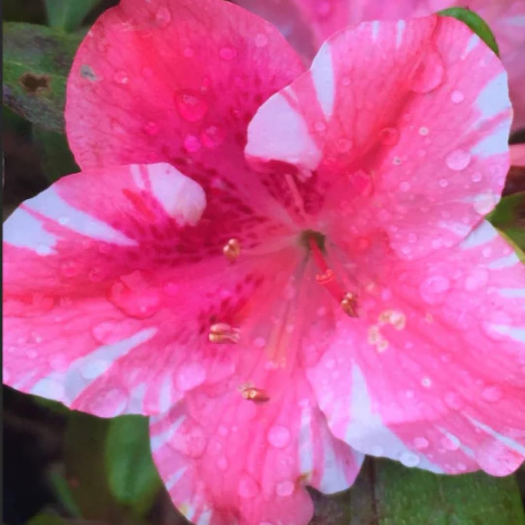 2 Red Azalea Plants Live Tree, Blooming Rhododendron Bushes, 5-10 Inc Tall, No Pot, for Indoor Outdoor Planting, Red Azalea
